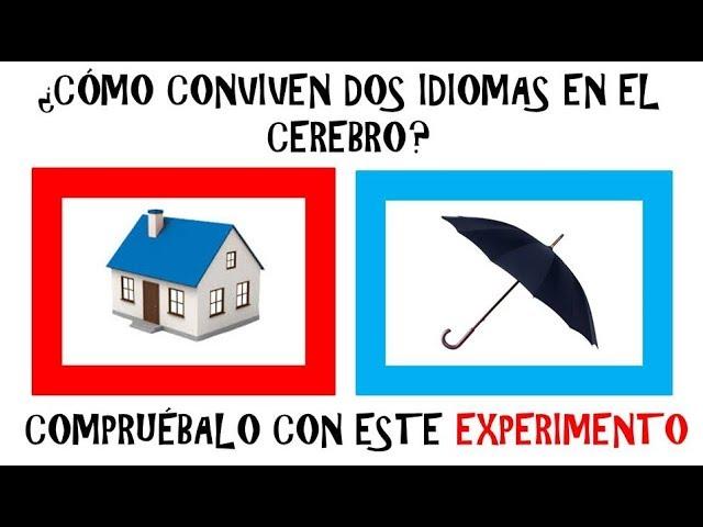 ¿Cómo conviven dos idiomas en el cerebro? Compruébalo con este experimento