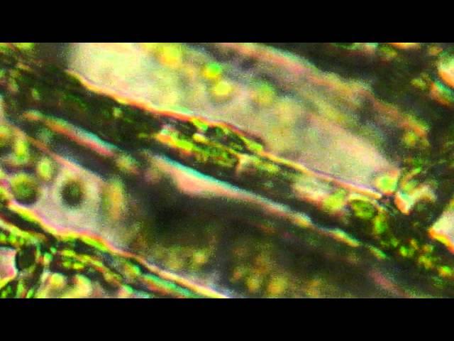 Microscope View of Plant Cells