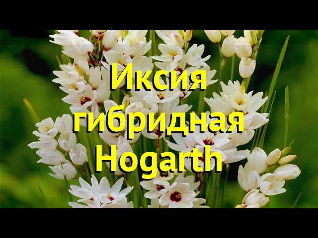 Иксия гибридная Хогарт. Краткий обзор, описание характеристик ixia hybrid Hogarth