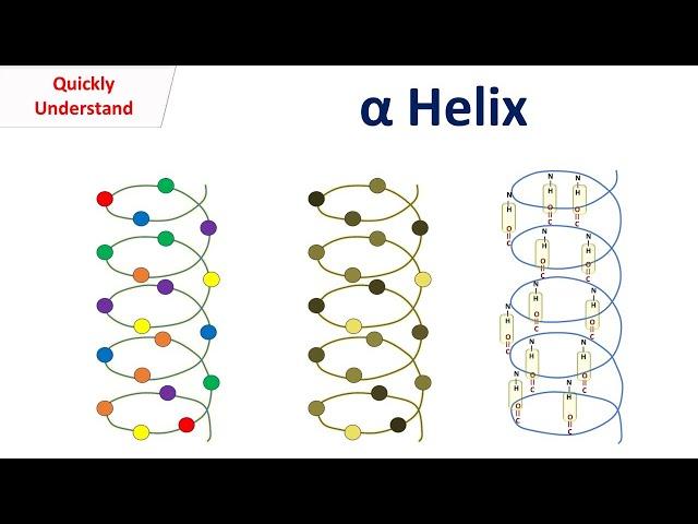 Alpha Helix