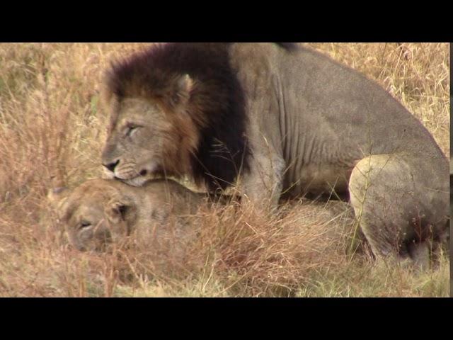 Mating Lions