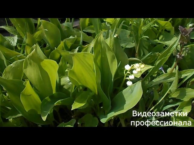 Лекарственные растения. Ландыш майский. Купена - примесь недопустимая.