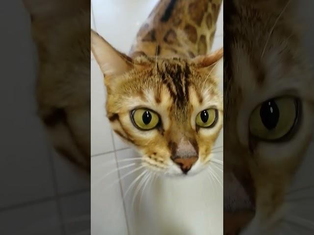 Когда все дома #bengalcat