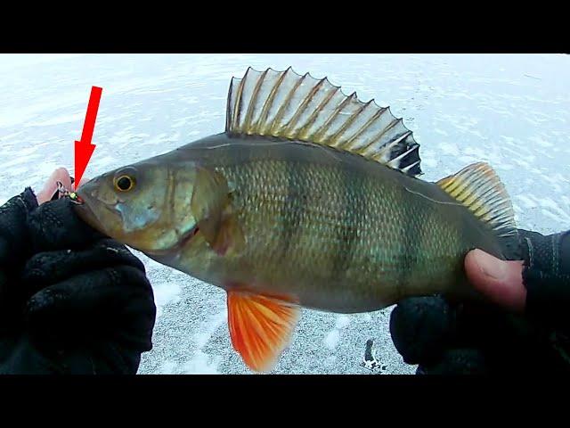 НАРВАЛИСЬ на БЕШЕНЫЙ КЛЕВ ОКУНЯ! Fishing in Russia! Fishing for perch in winter.