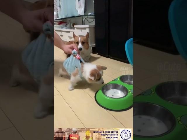 Funny Videos | Cats | Dogs | Animals