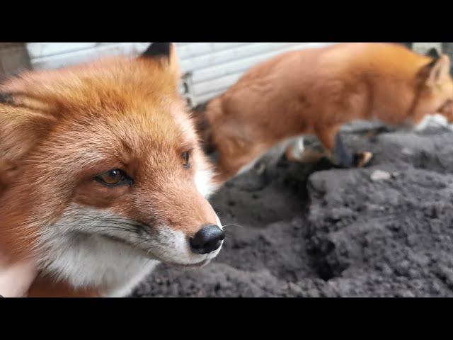 In January 2025, foxes start digging a burrow