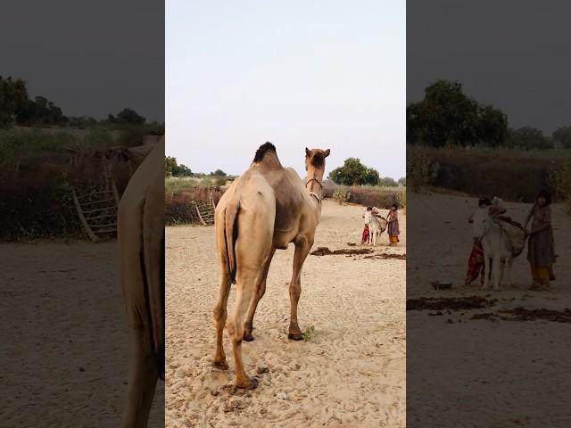 Male camel #shorts