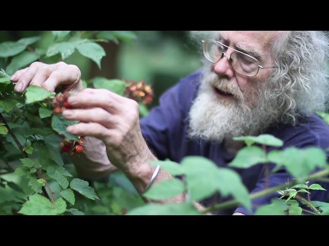 Wineberry (Rubus phoenicolacius)