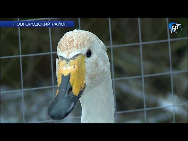 Премьер Мариинского театра Игорь Колб после концерта в филармонии навестил спасенного им лебедя