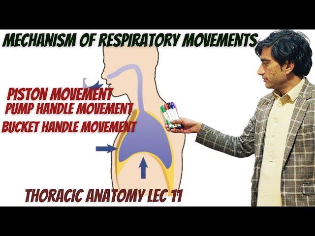 Respiratory movements anatomy. by Zawar yousafzai. MedExplora