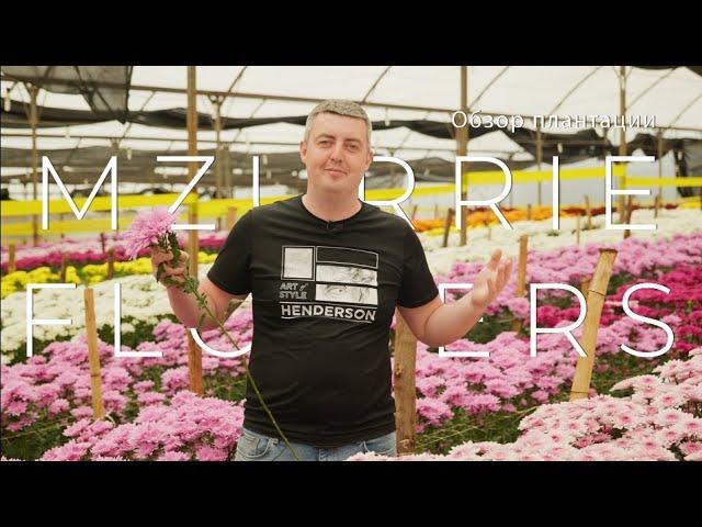 GFG | Mzurrie Flowers | Кения 2021 | Кенийские розы