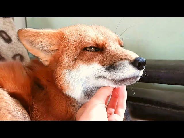 What it's Like to Live with a Fox (Or 3 Foxes, rather)