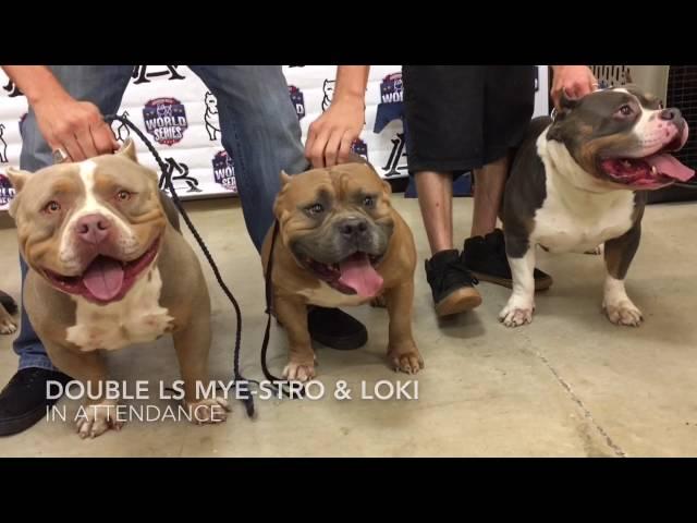 BULLY MARKET World Series All Star Break ABKC Show Kerrville Texs