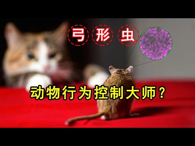 50%的人已感染！弓形蟲為何如此「優秀」？一口氣看懂動物行為操控大師