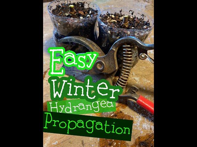 The EASIEST way to propagate Limelight Hydrangeas!!