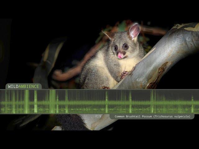 Common Brushtail Possum Sounds - Scary growling calls and scurrying noises