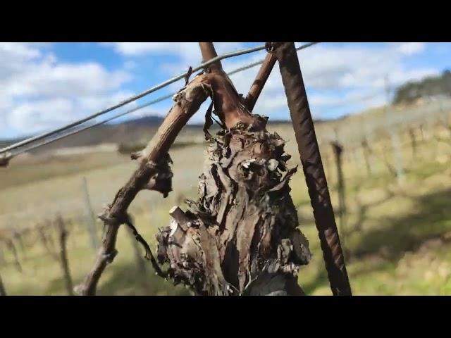 Weinberge Stiftsweingut Heiligenkreuz Wien Freigut Thallern 1141