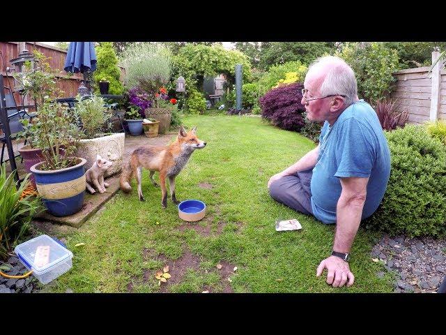 Friendly wild urban fox comes to be fed