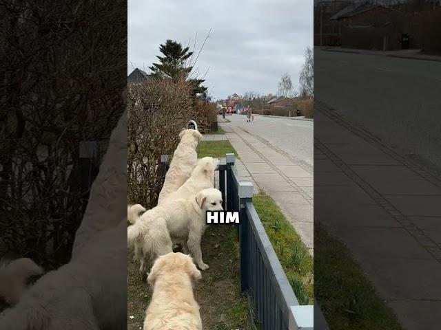 Golden Retrievers are so Friendly(@dogmom.dk)