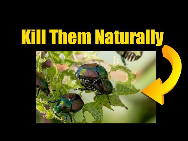 Kill Beetles and Bugs in the Garden Naturally