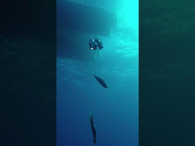 Seamount deep drop camera attacked by a shark! #shark #kingfish #deepsea