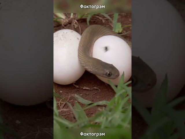 Это животное может клонировать само себя. В любой момент.