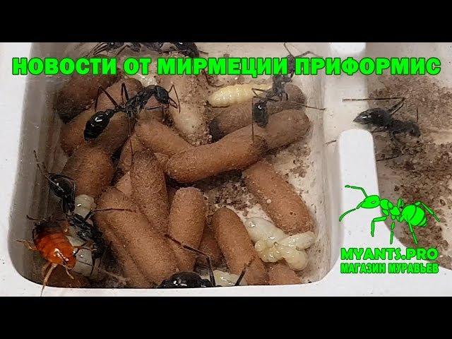 News from Myrmecia pyriformis