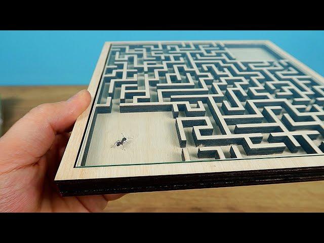 Will the Ant find a way out of the real Maze Labyrinth? Ant VS Labyrinth  (English subtitles)