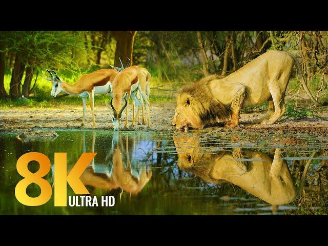 Amazing Wildlife of Botswana - 8K Nature Documentary Film (with music)