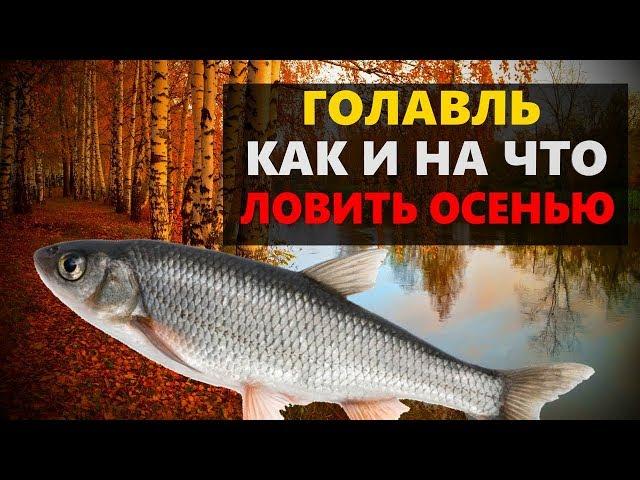 ГОЛАВЛЬ ОСЕНЬЮ. КАК И НА ЧТО ЛОВИТЬ