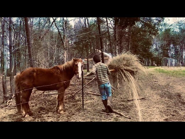 Off Grid Mennonite Homestead With @McGieHomesteadAdventures