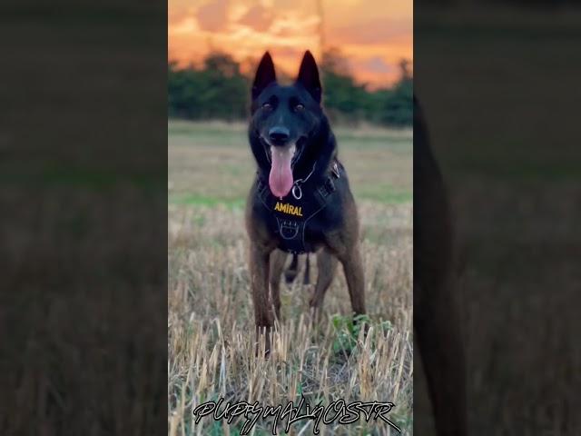 MALİNOİS BÖYLE İTAAT ETMİYORSA İŞİNİZ ZOR #belgianmalinoislovers #malinois #malinois #belçikakurdu