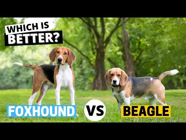 Beagle vs. Foxhound: Which is Better?