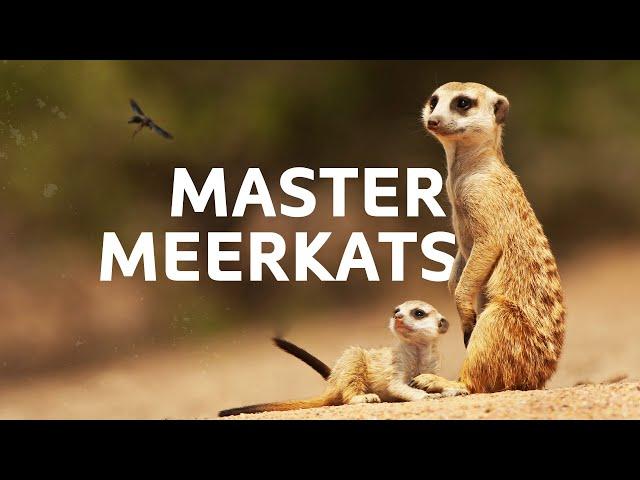 The Meerkats And Unique Animals That Are Masters Of The Desert | Natural Habitat Documentary