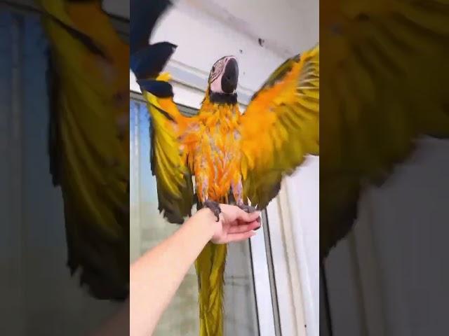 Lilly after bath #macaw #africangrey #lovebirds #parrot #loveydovey #birds #cockatiel #exoticbirds