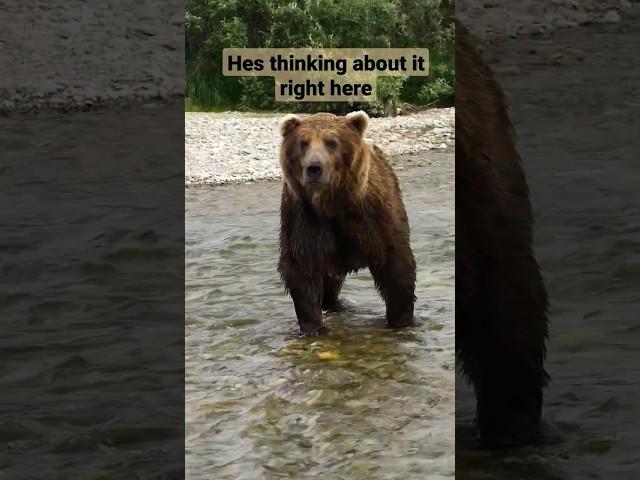 Huge Grizzly Bear Gets A Warning ️ #alaska #grizzlies