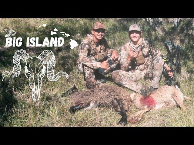 Shots on Sheep | Big Island Bow-hunt