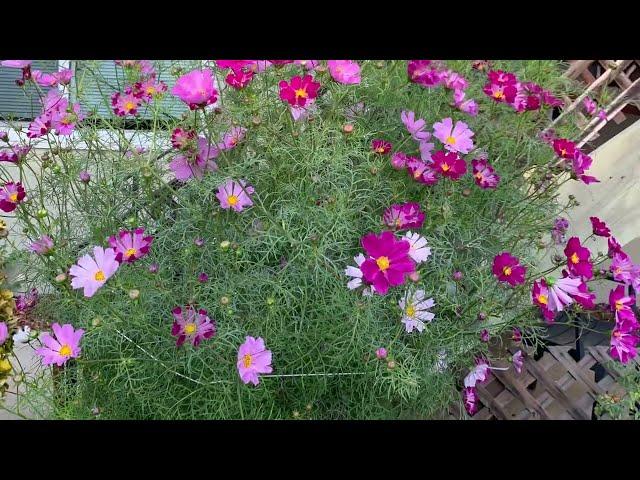 Cosmos timelapse! Seed to full bloom - 4 months in 2 mins. See description for dates/details