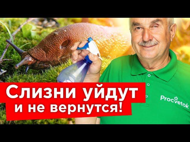 СЛИЗНИ НЕ ПЕРЕЗИМУЮТ, если посыпете почву этим удобрением осенью!