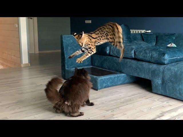 EPIC BATTLE OF THE MAINE COON AND SERVAL / Bobcat Rufus taught Luna bad things