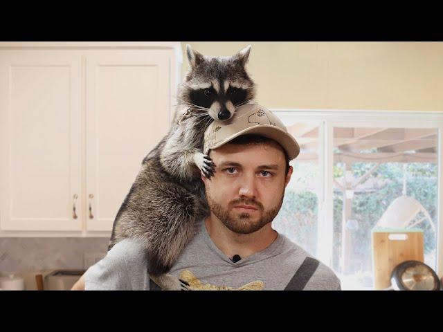 I Rented a Raccoon to Simulate Having a Child