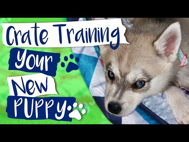 Alaskan Klee Kai - How to Crate Train Your Puppy