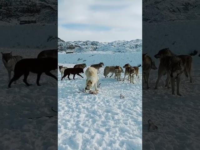 Алабай и Волки