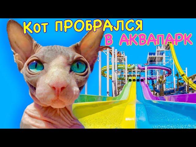 Кот плавает в ОГРОМНОМ АКВАПАРКЕ !  Кот Миллион