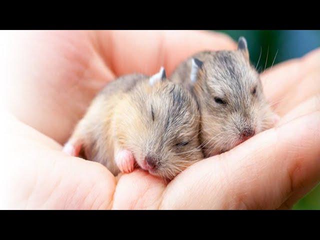 Хомяк Роборовского|Редкий хомяк|Roborovsky hamster|Rare hamster