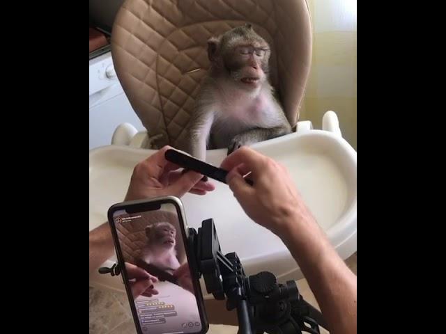 Обезьянка Чита на маникюре
