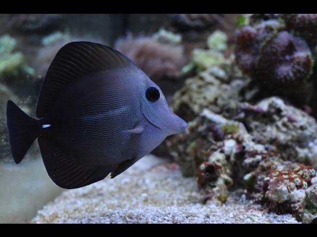 55g reef Scopas Tang the copy of the Yellow Tang,  Marine fish and reef safe