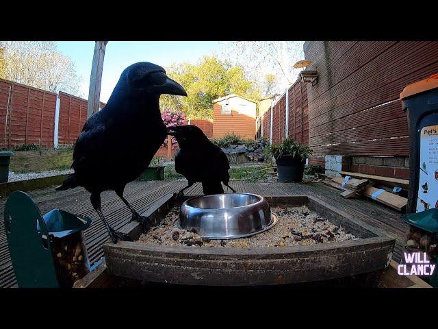 Crows and my yorkies