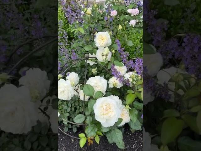 Perennial border with David Austin roses, peonies, gaura and more