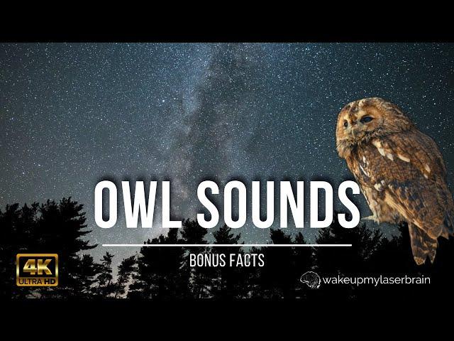 Tawny Owls Sounds at Night, Hooting  10 Hours | For Studying, Laser Focus, Sleep | 4K | Bonus Facts